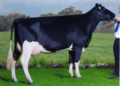 lismulligan priscilla 41